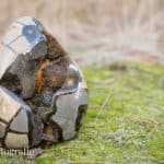 Edelstenen Foto's: Ruwe Septarie