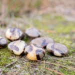 Edelstenen Foto's: Geslepen Septarie stenen