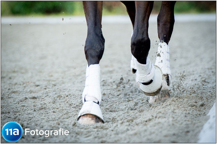 Paardenfotografie Den Bosch - Sportfotoshoot