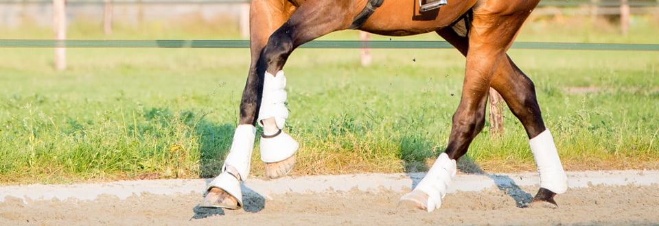 Paardenfotografie Den Bosch - Sportfotoshoot